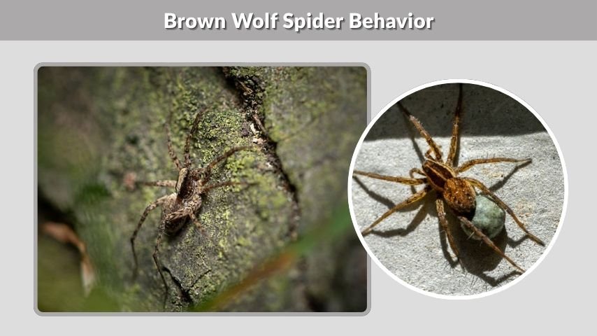 Brown Wolf Spider Behavior