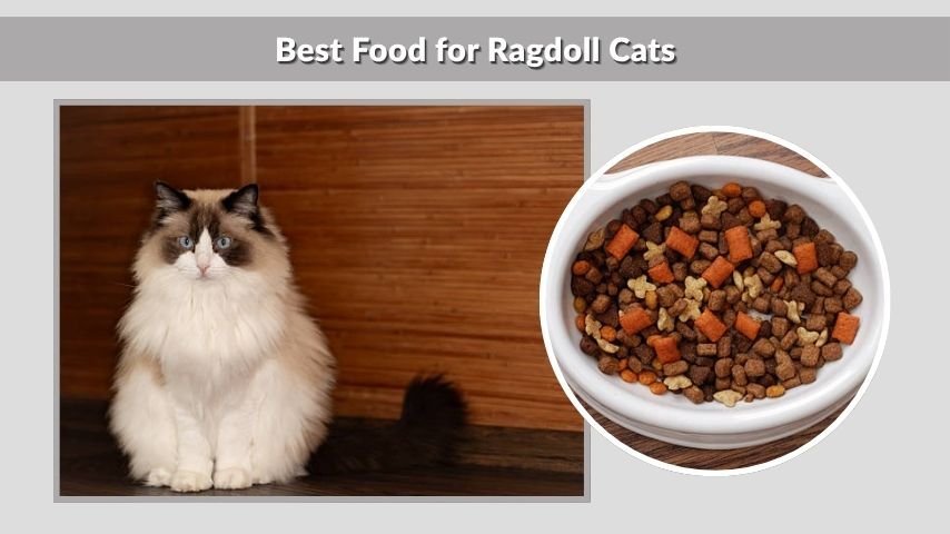 Best Food for Ragdoll Cats