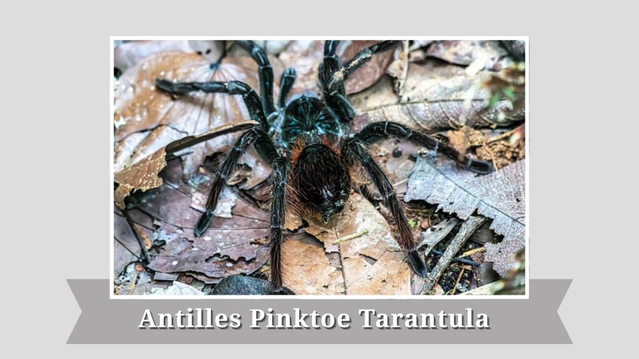 Antilles Pinktoe Tarantula