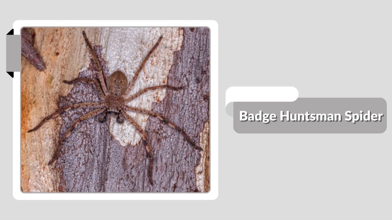 Badge Huntsman Spider