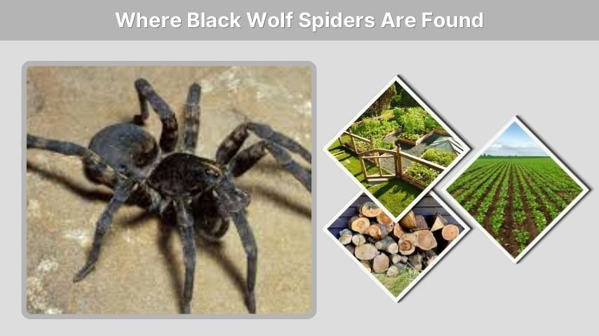 Where Black Wolf Spiders Are Found