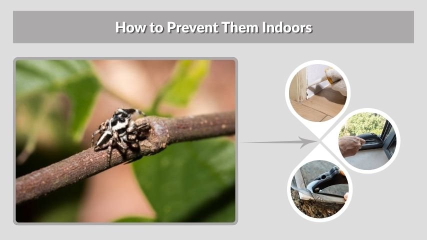 How to Prevent Them Indoors