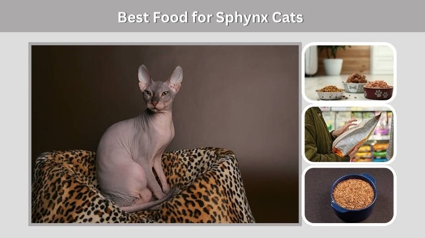 Best Food for Sphynx Cats