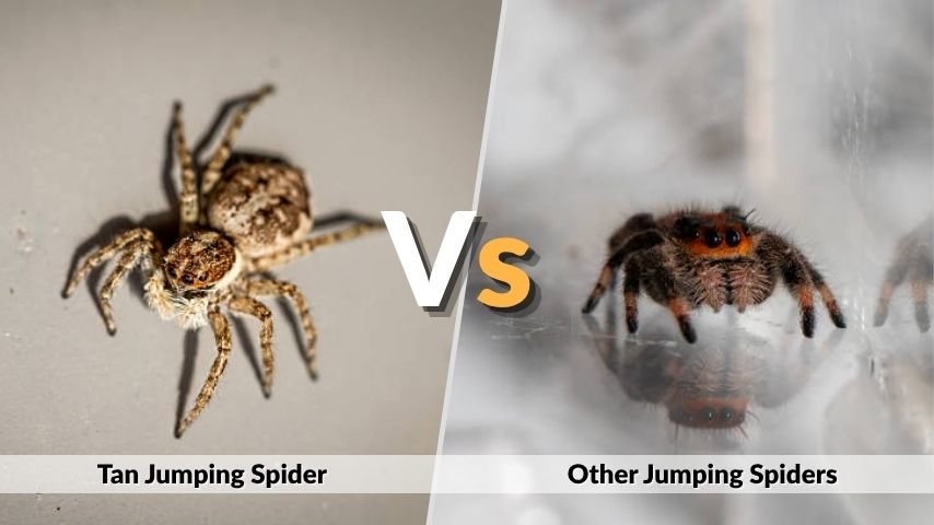 Tan Jumping Spider vs Other Jumping Spiders