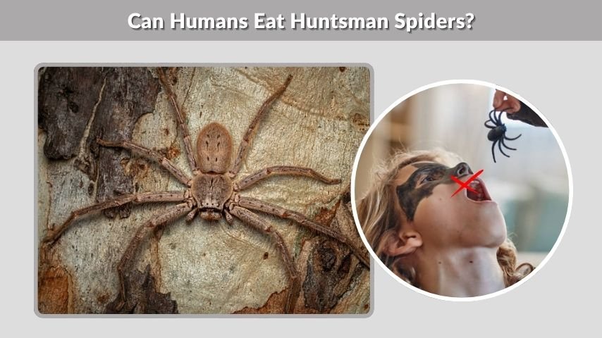 Can Humans Eat Huntsman Spiders?