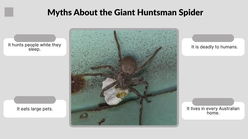 Myths About the Giant Huntsman Spider