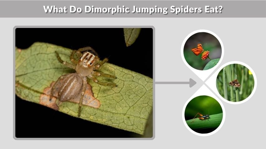 What Do Dimorphic Jumping Spiders Eat?