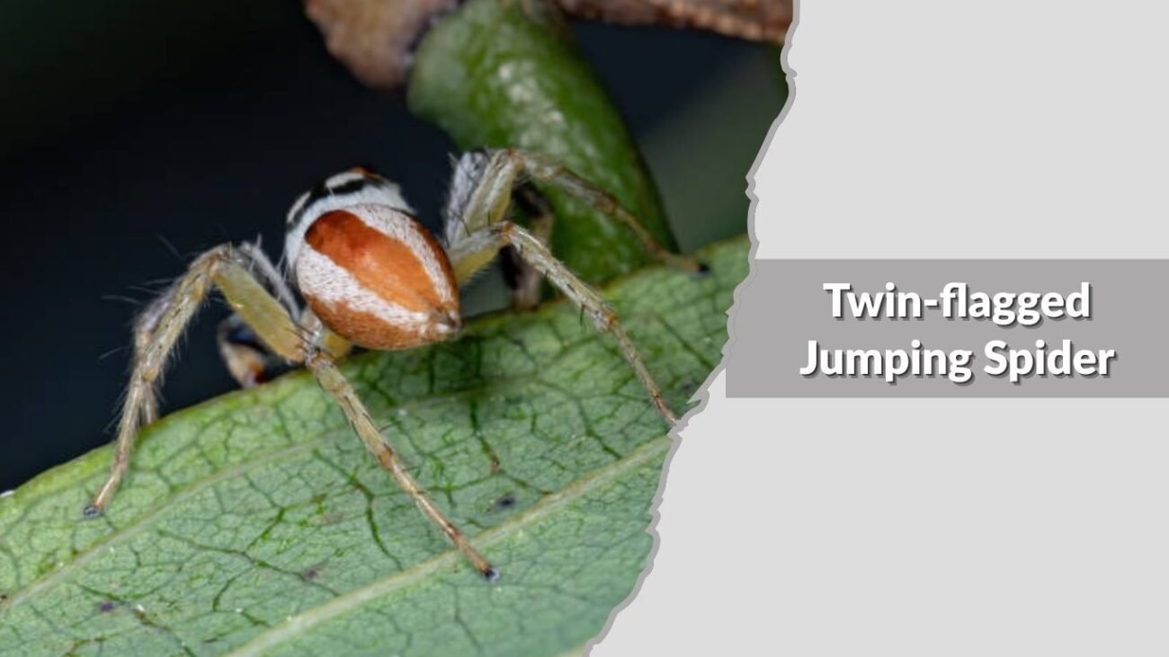 Twin-flagged Jumping Spider