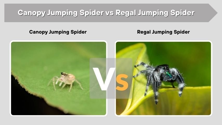 Canopy Jumping Spider vs Regal Jumping Spider