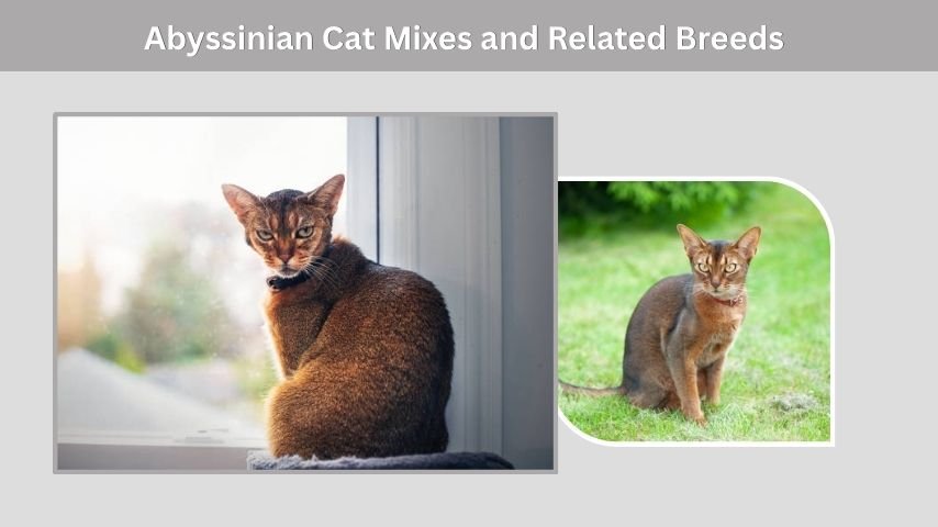 Abyssinian Cat Mixes and Related Breeds