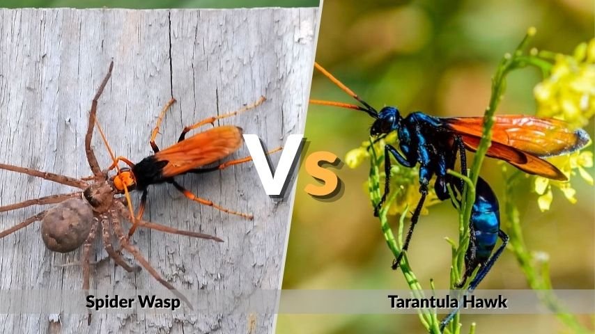 Spider Wasp vs Tarantula Hawk