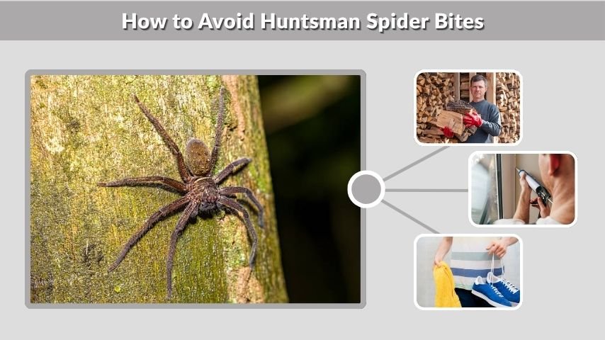 How to Avoid Huntsman Spider Bites