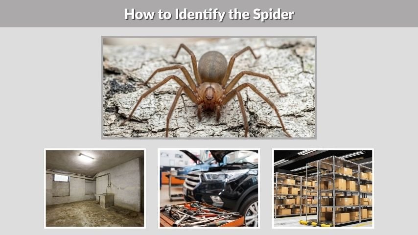 How to Identify the Spider