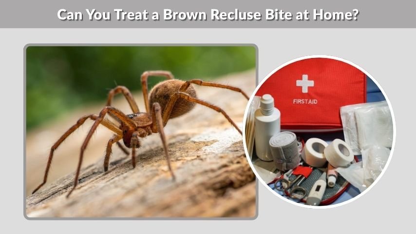 Can You Treat a Brown Recluse Bite at Home?