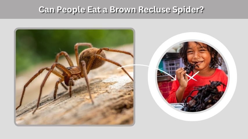 Can People Eat a Brown Recluse Spider?