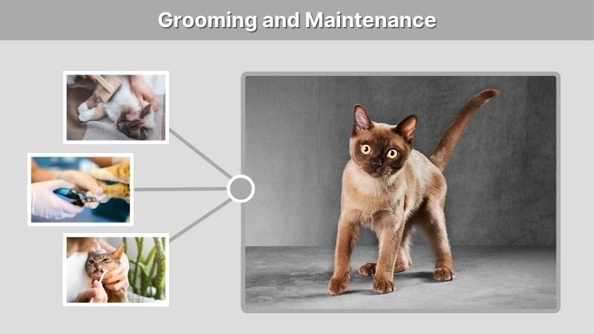 Grooming and Maintenance