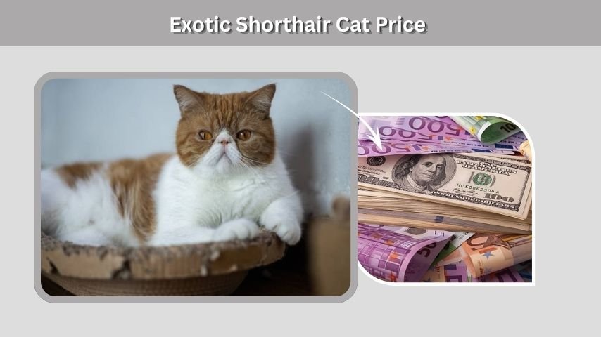 Exotic Shorthair Cat Price
