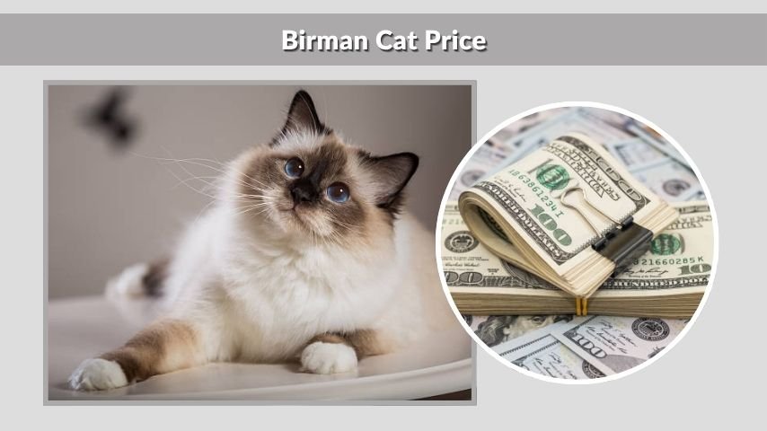 Birman Cat Price