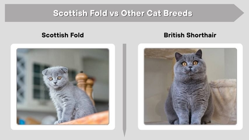 Scottish Fold vs Other Cat Breeds