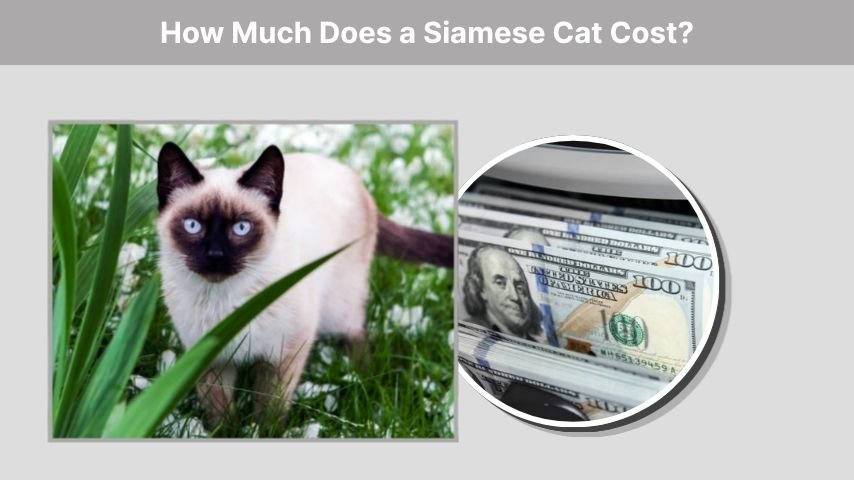 How Much Does a Siamese Cat Cost?