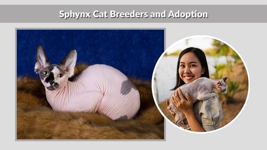Sphynx Cat Breeders and Adoption