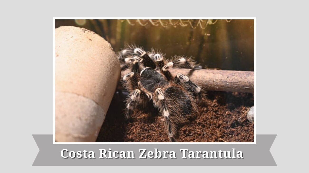 Costa Rican Zebra Tarantula