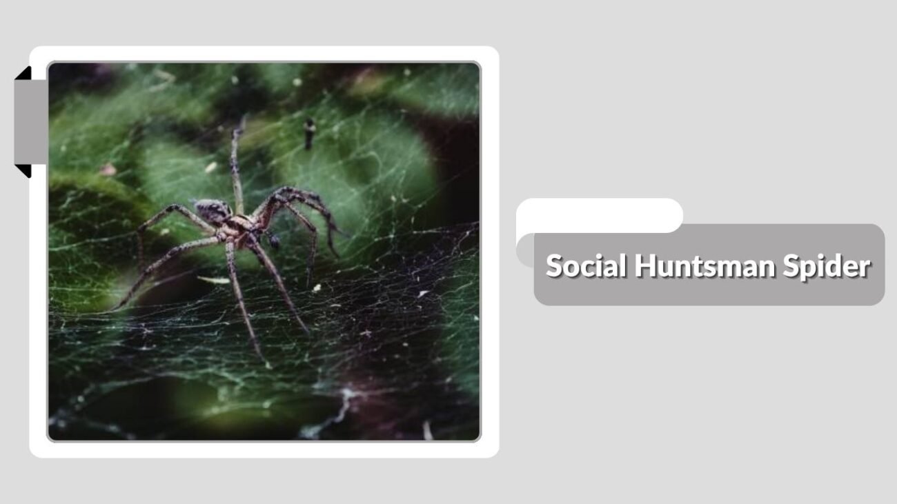 Social Huntsman Spider