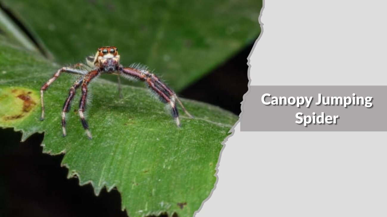 Canopy Jumping Spider