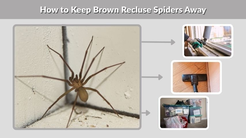 How to Keep Brown Recluse Spiders Away