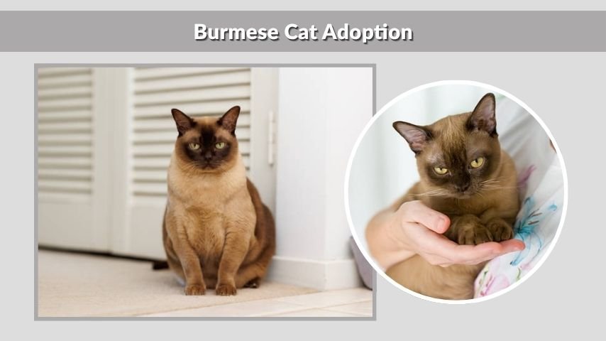 Burmese Cat Adoption
