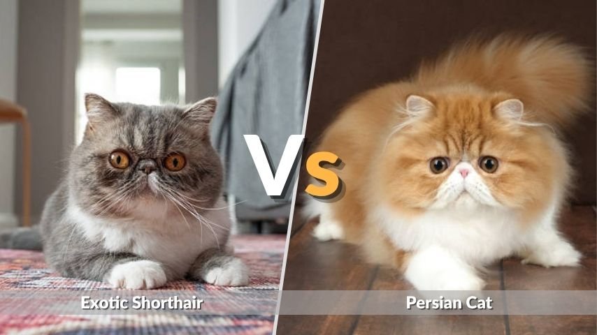 Exotic Shorthair vs Persian Cat