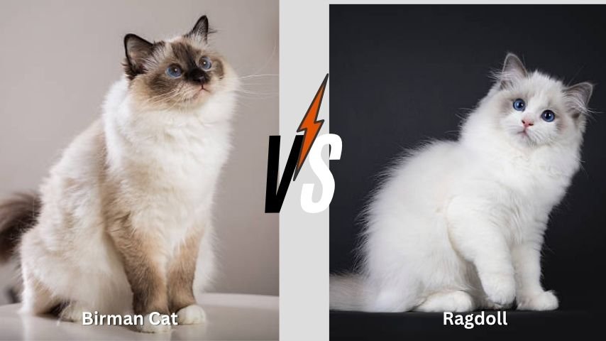 Birman Cat vs Ragdoll