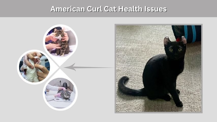American Curl Cat Health Issues