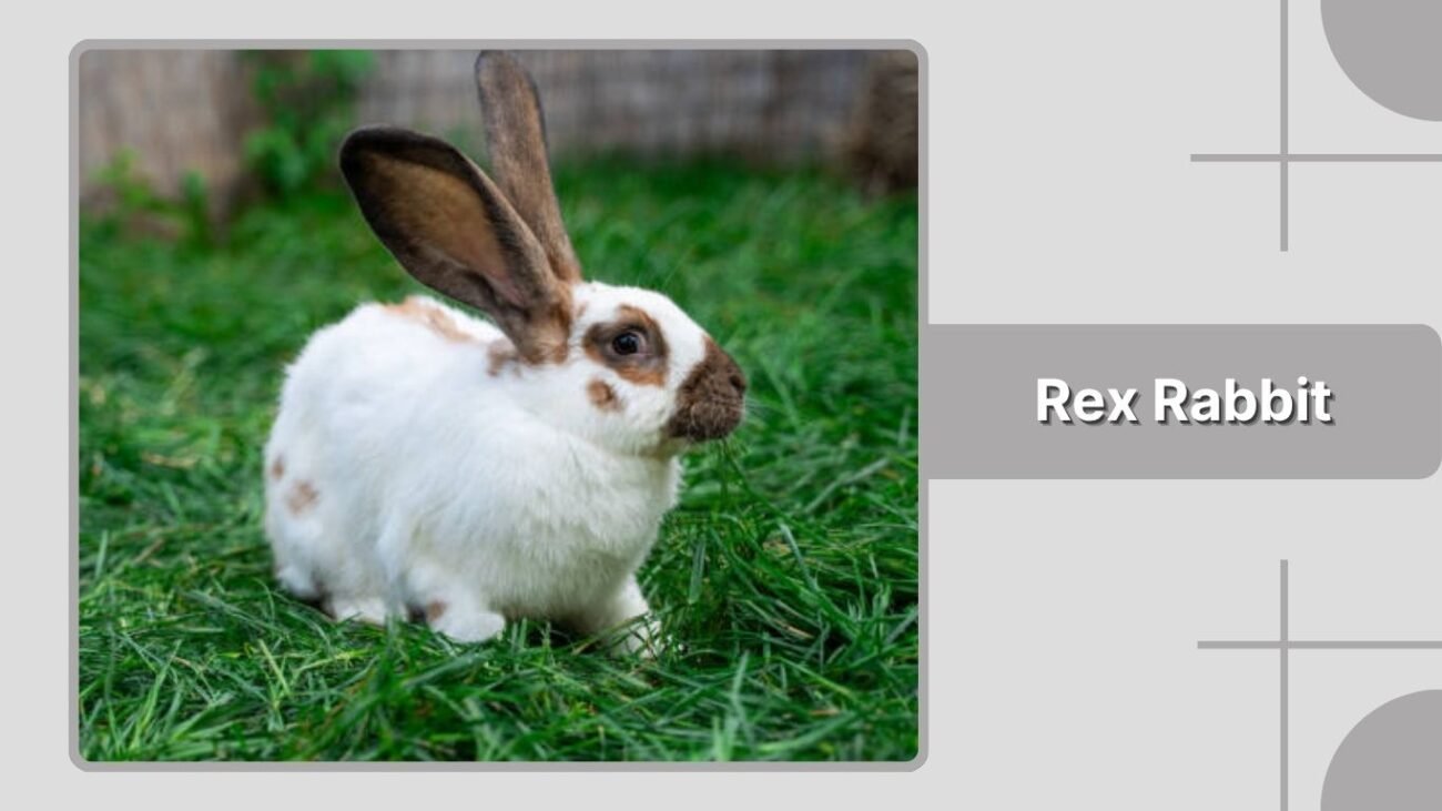 Rex Rabbit