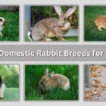 7 Popular Domestic Rabbit Breeds for Pet Lovers