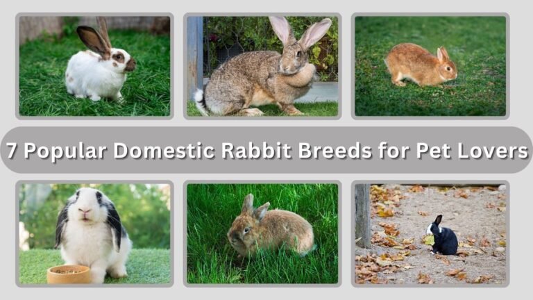 7 Popular Domestic Rabbit Breeds for Pet Lovers
