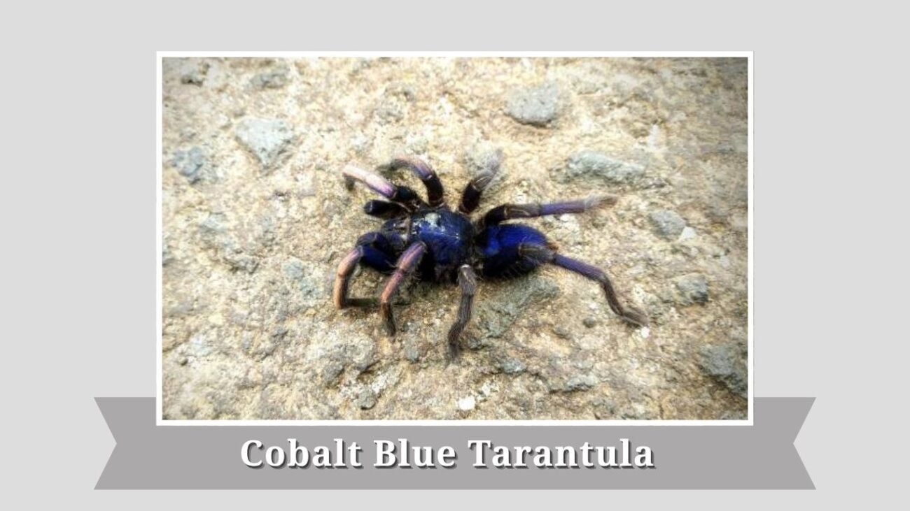 Cobalt Blue Tarantula