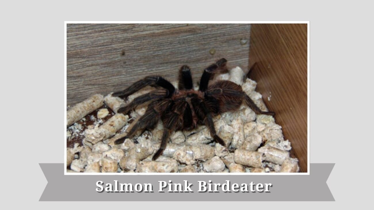  Salmon Pink Birdeater