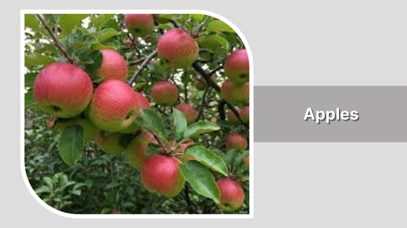 Apples