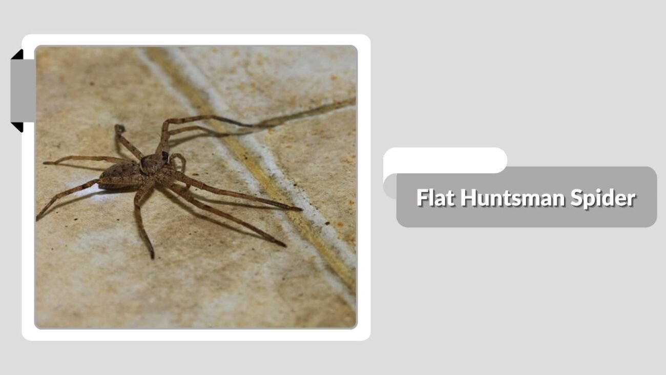 Flat Huntsman Spider