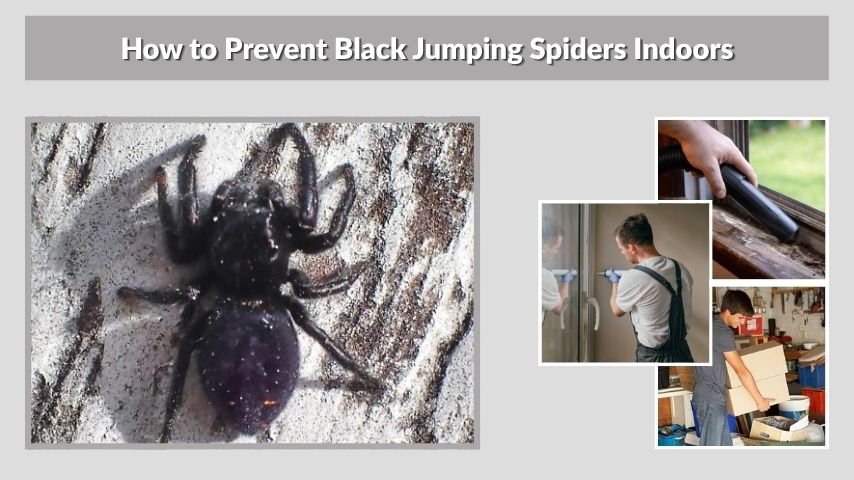 How to Prevent Black Jumping Spiders Indoors