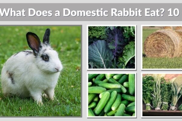 What Does a Domestic Rabbit Eat? 10 Common Foods