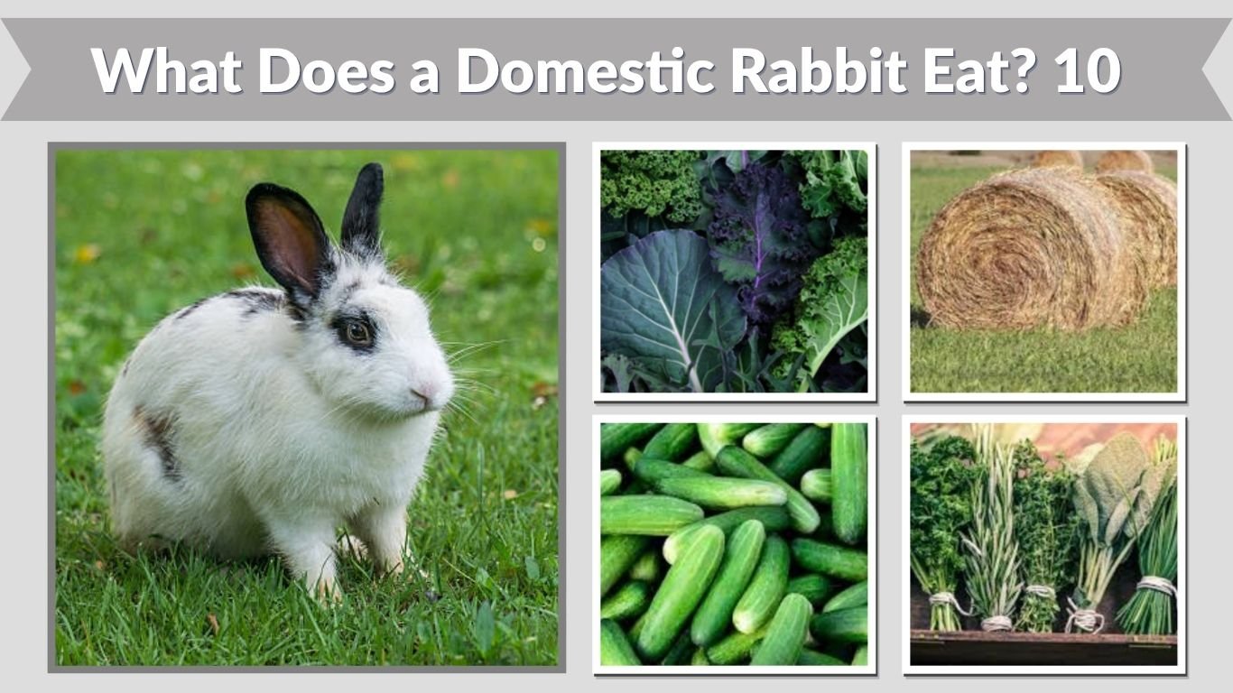 What Does a Domestic Rabbit Eat? 10 Common Foods