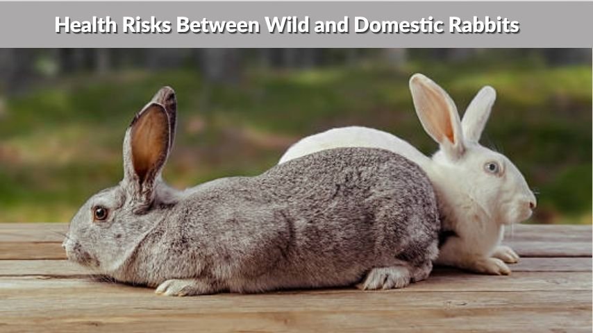 Can Wild and Domestic Rabbits Live Together?