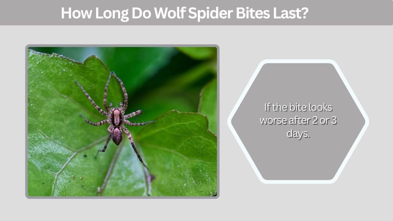 How Long Do Wolf Spider Bites Last?