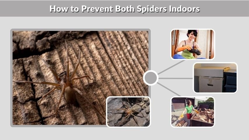 How to Prevent Both Spiders Indoors