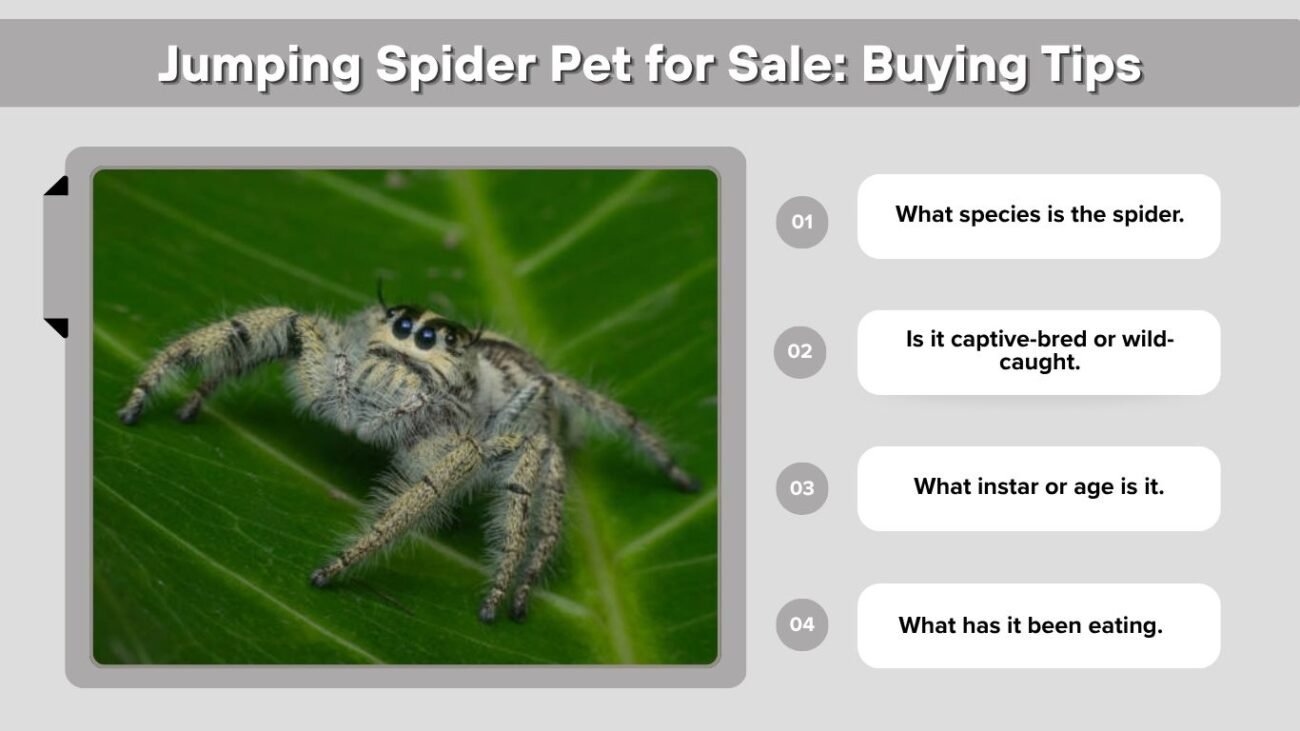 Jumping Spider Pet for Sale: Buying Tips