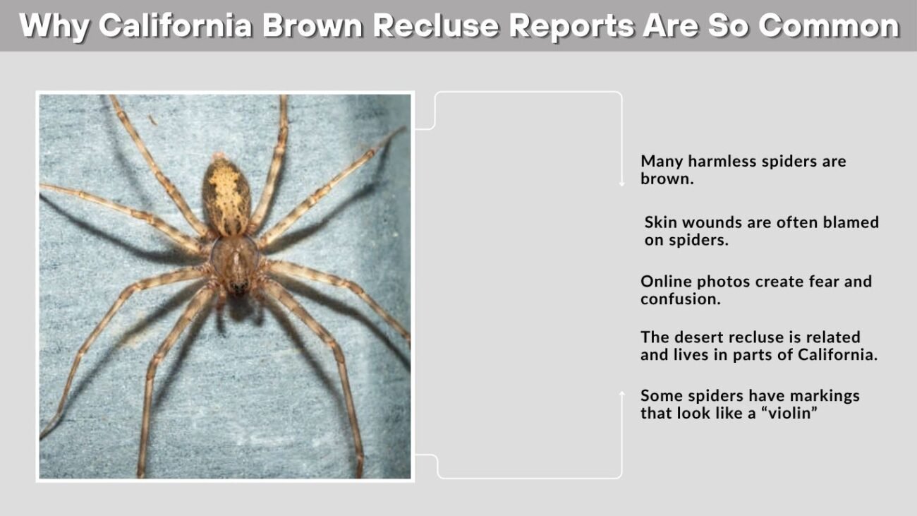 Why California Brown Recluse Reports Are So Common