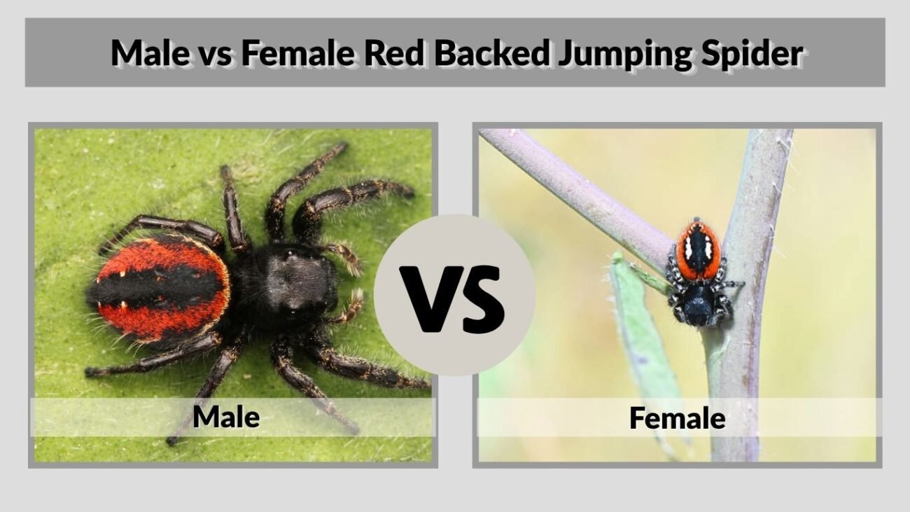 Male vs Female Red Backed Jumping Spider