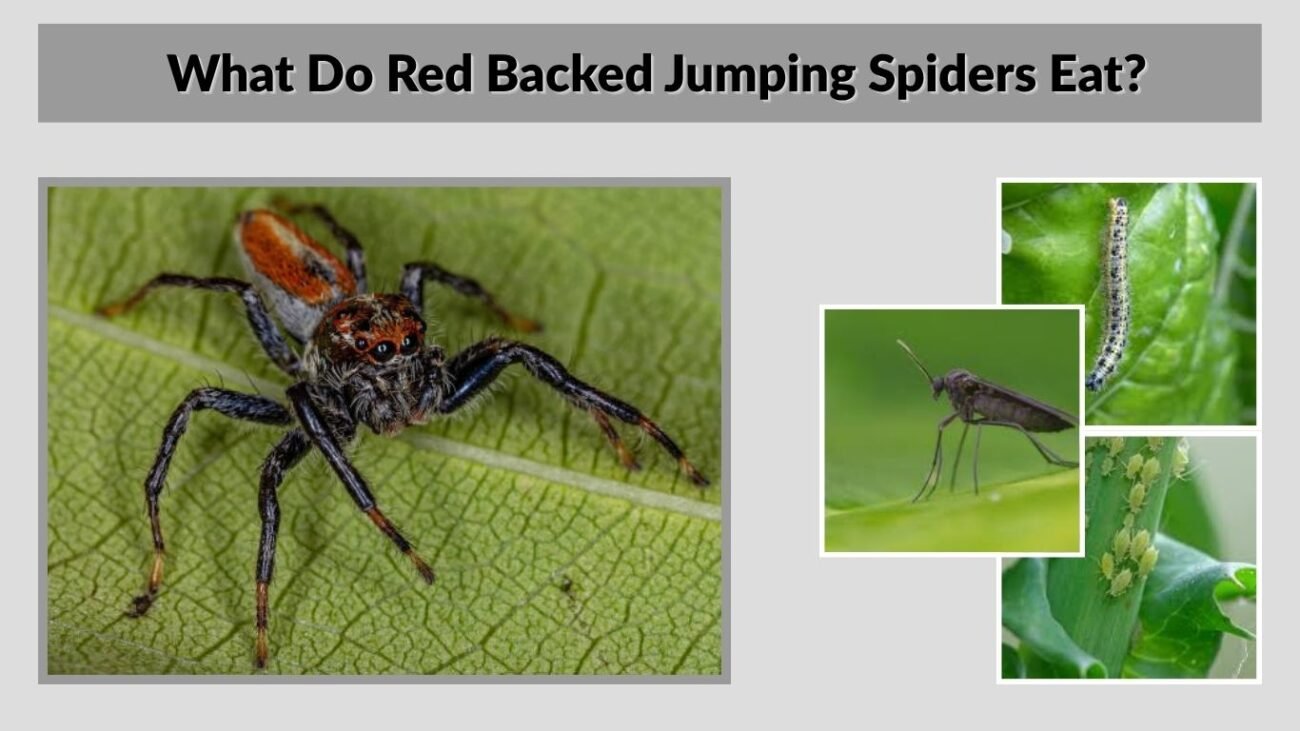 What Do Red Backed Jumping Spiders Eat?